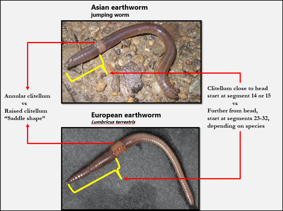 Jumping worm Characteristics vs European earthworms