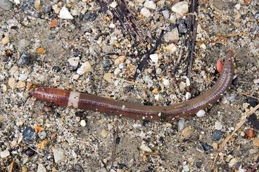 Image of earthworm on sand substrate